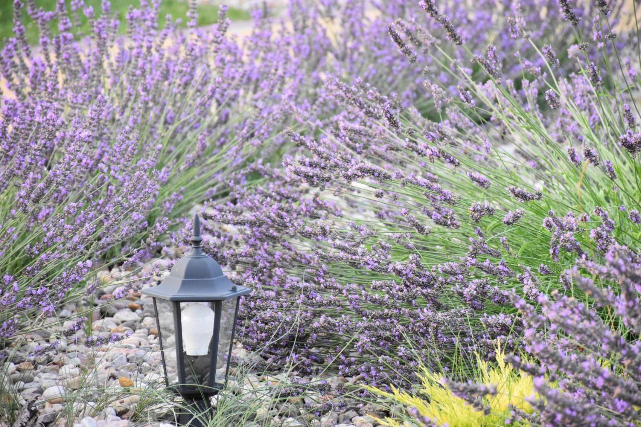 Caloroczne Domki Zaciszna Polana Bad Altheide Exterior foto